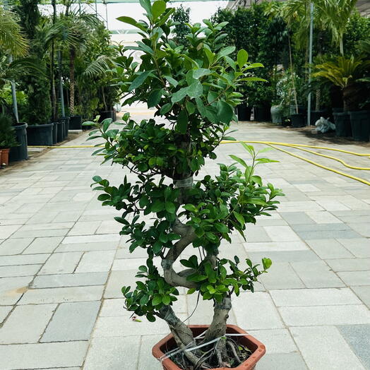 Ficus Bonsai 1m