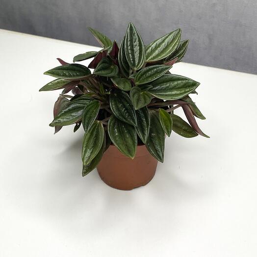 Peperomia rosso (Пеперомия Россо)