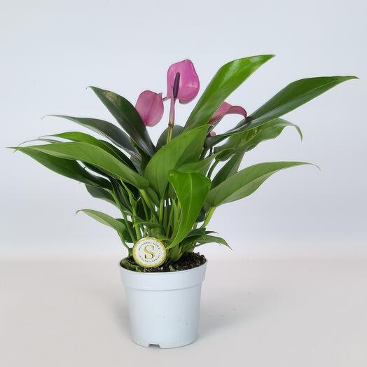 Антуриум Зизу фиолетовый, D-7