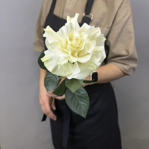 Белая французская Роза