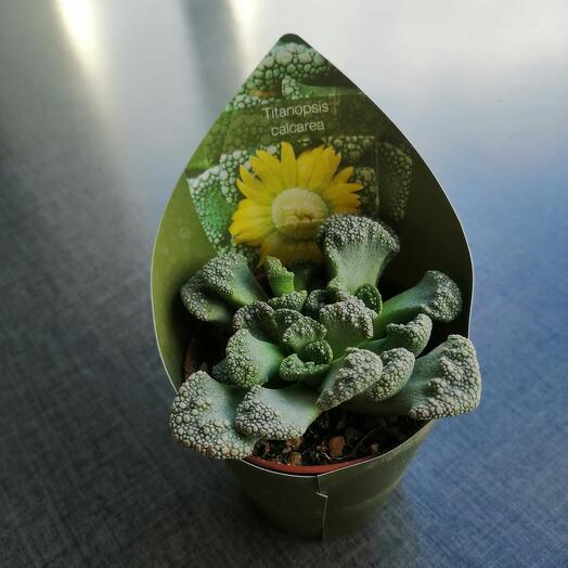 Titanopsis Calcarea