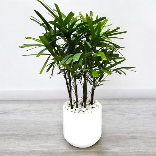 Rhapis Excelsa – Miniature Fan Palm – Plastic Pot