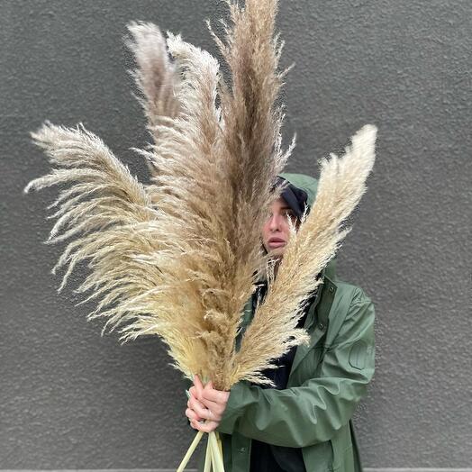 Пампасная трава (бохо) 5 шт