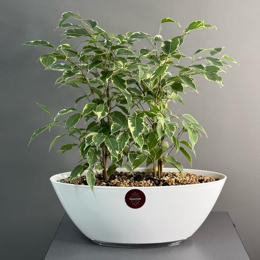 Комнатное растение «Фикус»