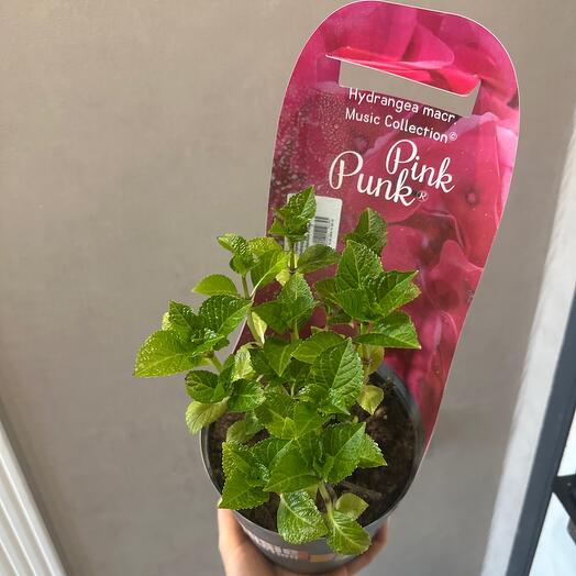 ГОРТЕНЗИЯ КРУПНОЛИСТНАЯ Hydrangea macrophylla Music Collection Pink Punk