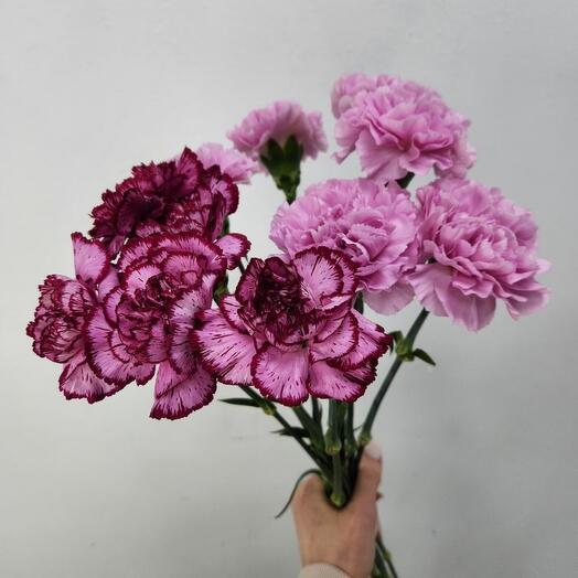 Eustoma Lisianthus