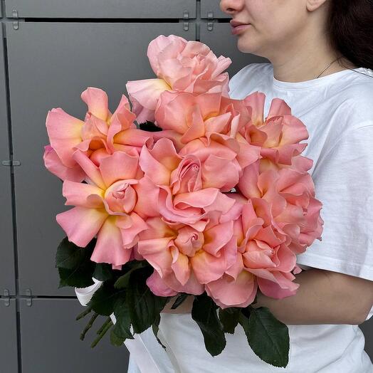 Французские розы ( сорт hermosa 60 см)