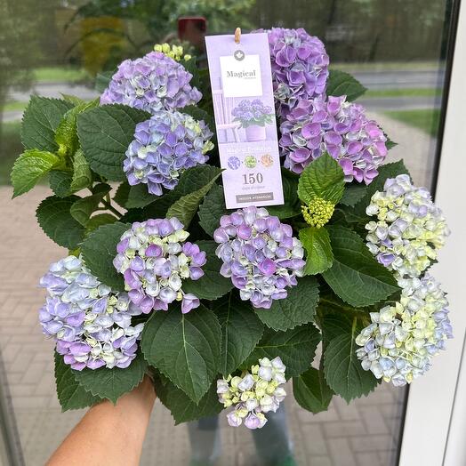 Гортензия Hydrangea 150 дней цветения Magical evolution ремонтантный сорт