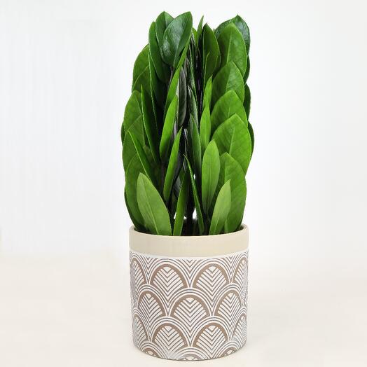 Замиокулькас Пирамида (Долларовое дерево) в кашпо, D-10