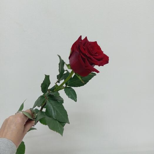 Роза красная