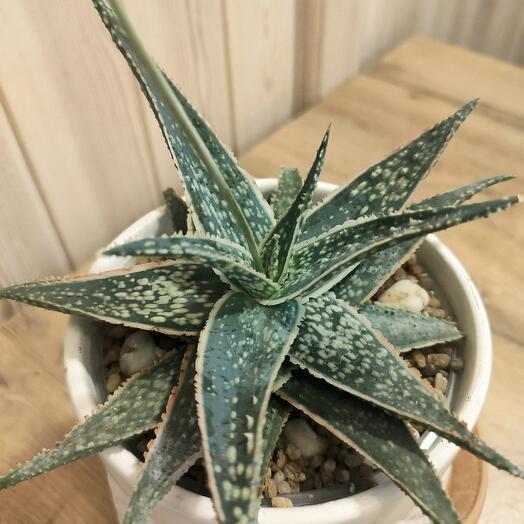 Редкое цветущее Алоэ Донни (Aloe Donnie)