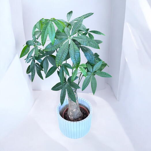 Пахира(высокая) без кашпо