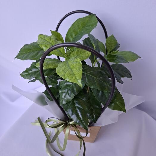 Комнатное растение Кофе Arabica