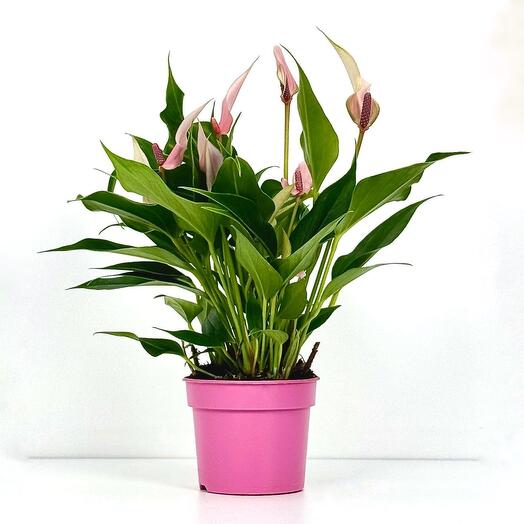 Антуриум Лилли сиреневый в техническом горшке d9