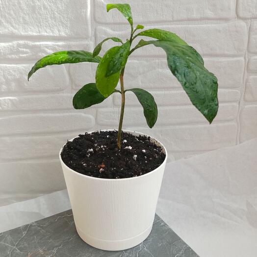 Лимонное дерево сорт Интердонато- саженец