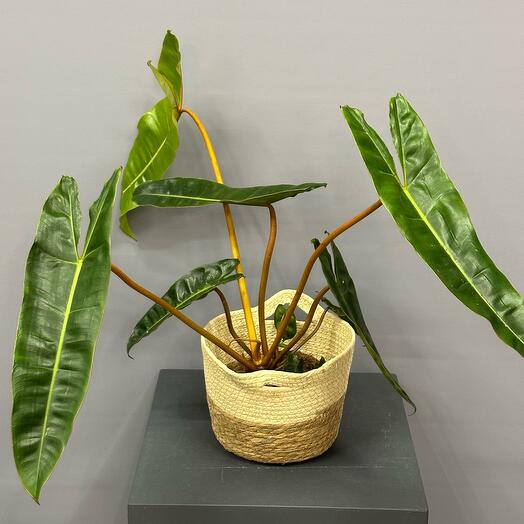 Эксклюзивный филодендрон в стильной корзине