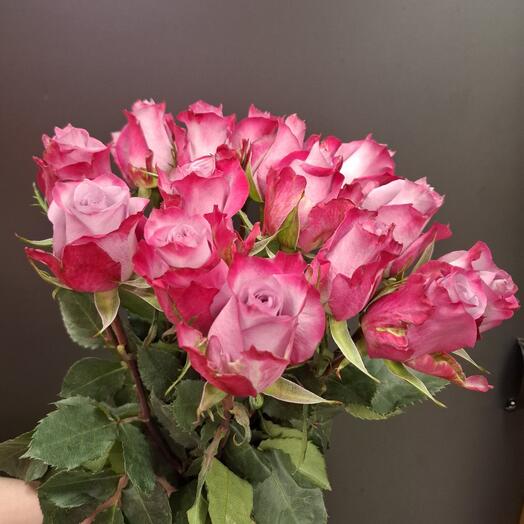 Роза Дип перпл 15 шт 🌼🌼💐