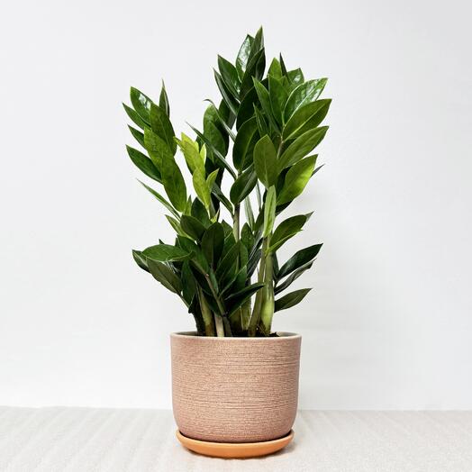 Замиокулькас в кремовом керамическом горшке с поддоном, высота 45-50см