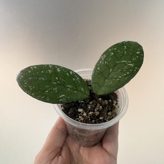 Хойя Карноза Вирбул  Грейвс