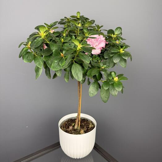 Растение Азалия в белом кашпо D 14 Высота 60 см