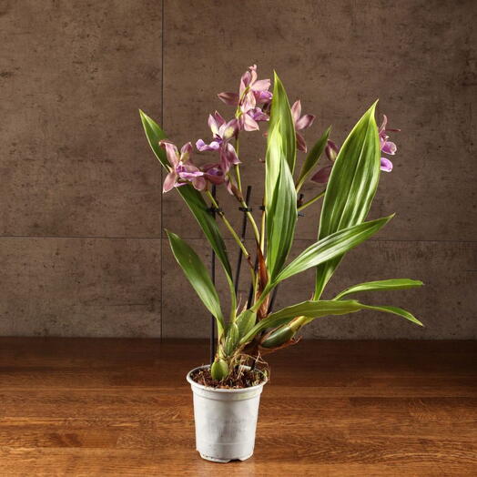 Орхидея Зигопеталум Трози Блу D9