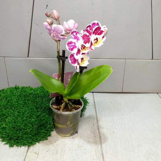 Орхидея Фаленопсис микс