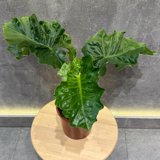 Алоказия Лоу Райдер