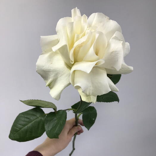 Ажурная белая французкая роза