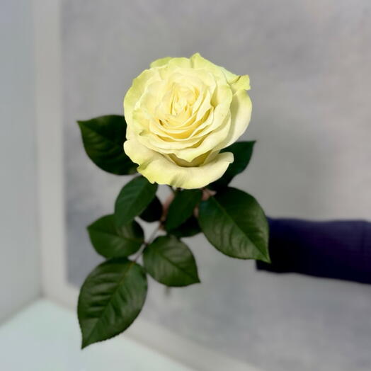 Роза белая Эквадор Мондиаль штучно