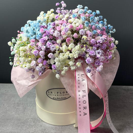 Gypsophila tierna