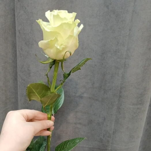 Роза белая 70см