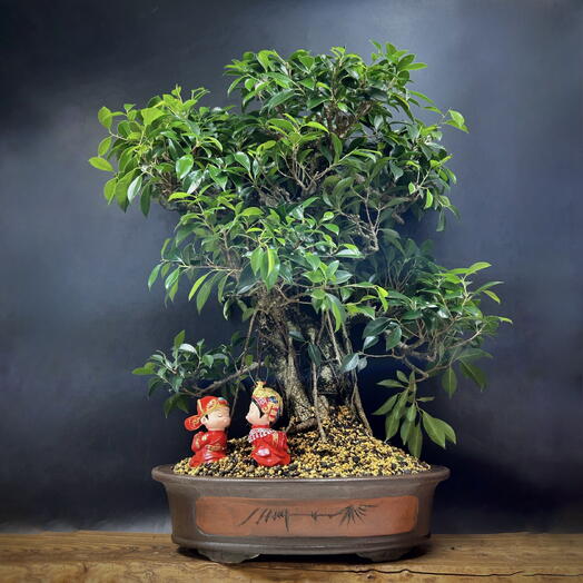 Бонсай Фикус, 80см, 65 лет