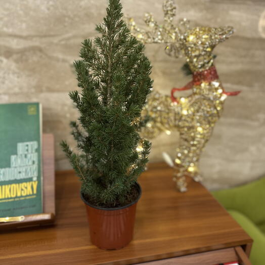 Ель канадская Коника