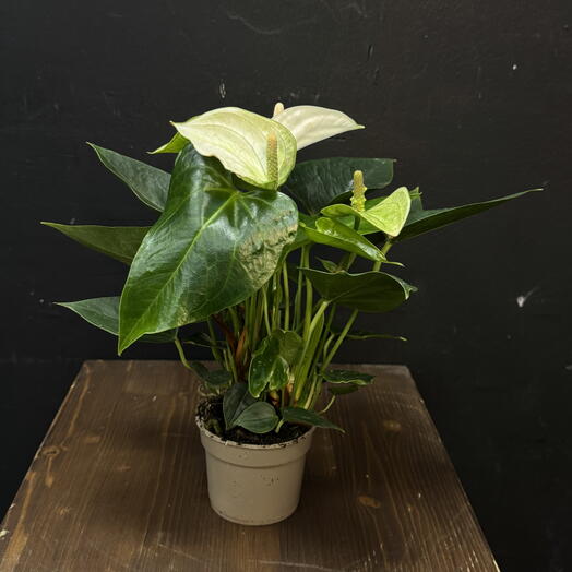 Антуриум белый мини