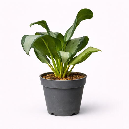 Aglaonema Silver small