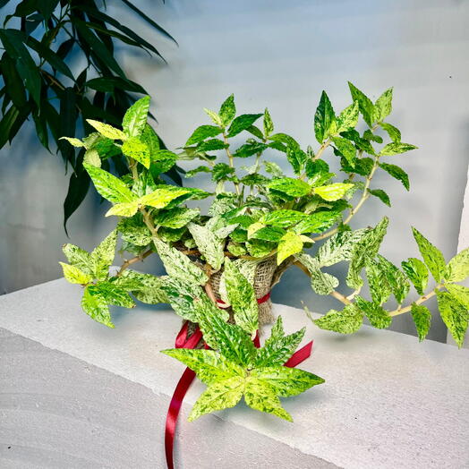 Пеллионея ползучая