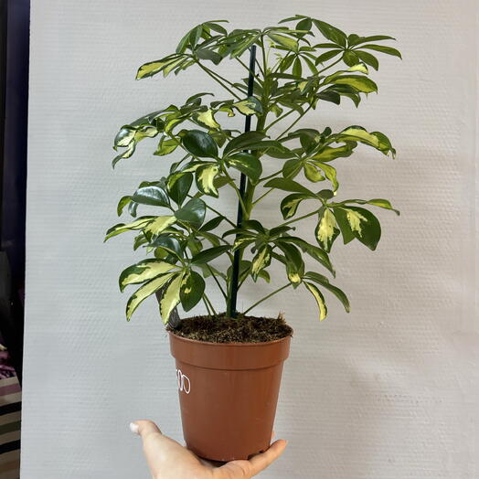 Шефлера 28 см