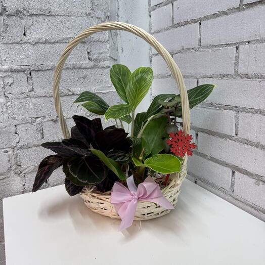 Подарочная корзина с комнатными растениями
