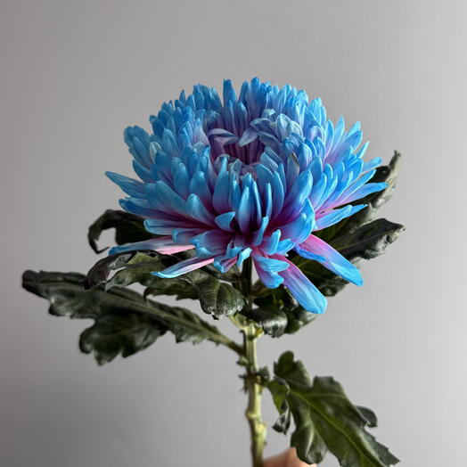 ХризантемаБабл Гам - крупная одиночная крашеная