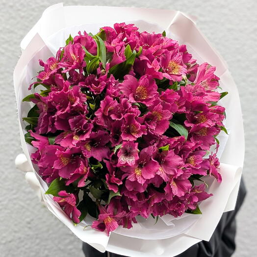 Alstroemeria violet L