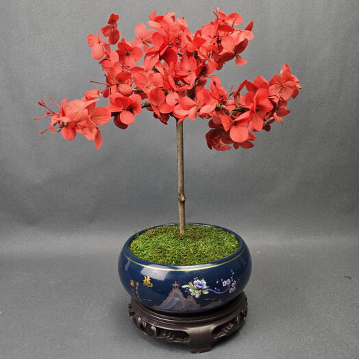 Бонсай Алые паруса