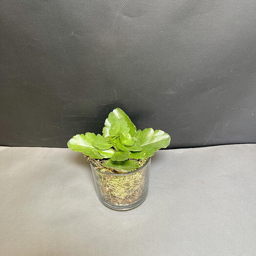 Каланхоэ в стеклянном стакане со мхом