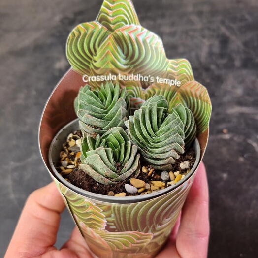 Суккулент Крассула Храм Будды д7