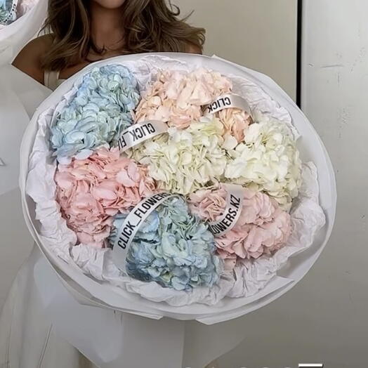 Гортензия 7