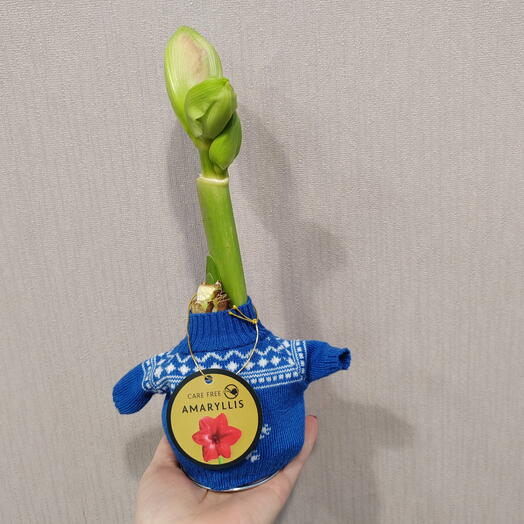 Амарилис в синей кофте
