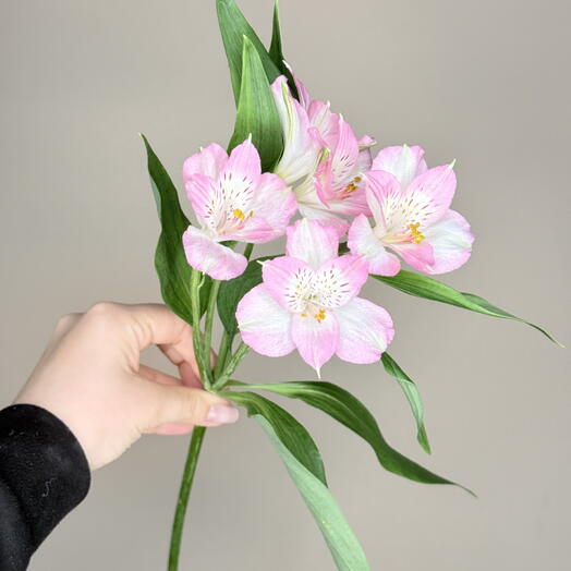 Розовая альстромерия