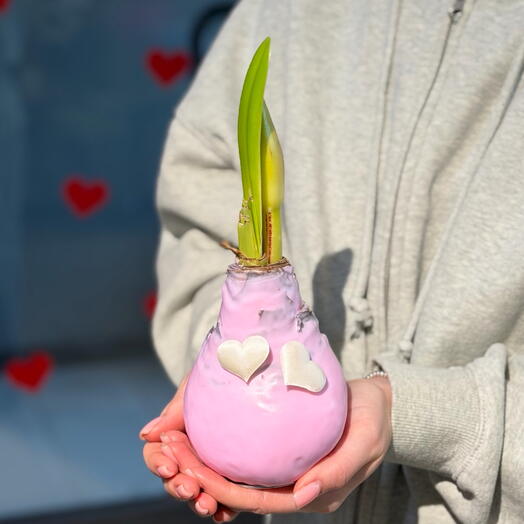 Луковица амариллиса в розовом воске с сердечками
