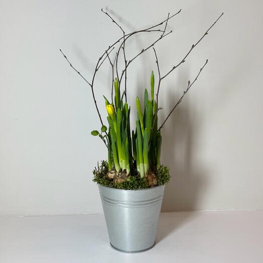 Нарциссы луковичные в кашпо