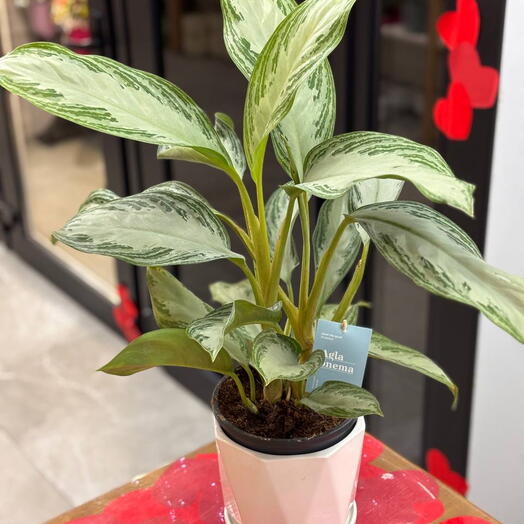 Аглаонема, комнатное растение