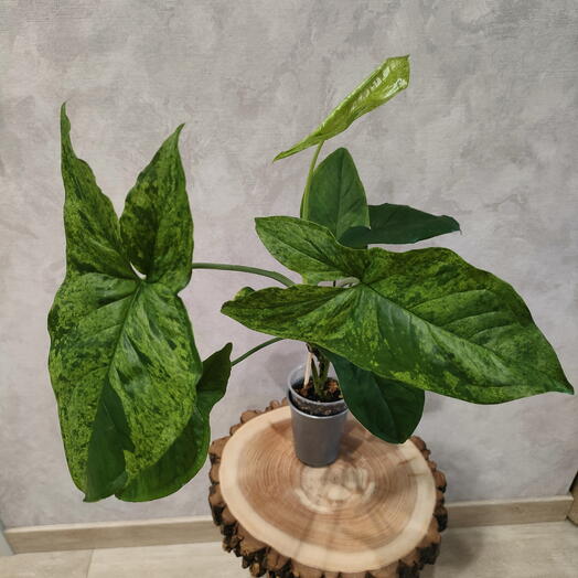 Сингониум Моттлед Мохито (Mottled Mojito)